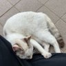 日本が安全に暮らせる国であって欲しい。別に反高市ではありませんが、言われた事は実行して頂きたい。 profil fotoğrafı