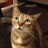 Skylarz's profile picture