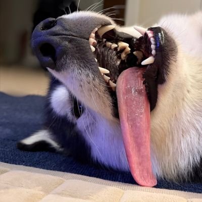 furrynight4ever's profile picture