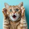 Meeoww 的头像
