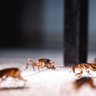 Фото профиля Cockroach