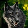 Фото профиля LoneWolf
