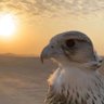 Фото профиля 🦅MA