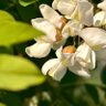Yelyzaveta Zelenina 的头像