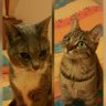 Profilbild von An Cat Dubh [Marina]