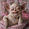 人面チワワ profil fotoğrafı