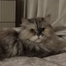 الهنوف profil fotoğrafı