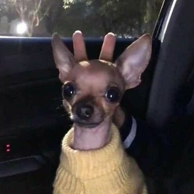 twaniimals's profile picture