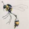 WASP's profile picture
