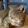 大分のねぎ焼きおいしいよ🥰 profil fotoğrafı
