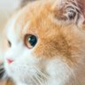 水墨云烟 profil fotoğrafı