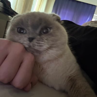 nil pesto's profile picture