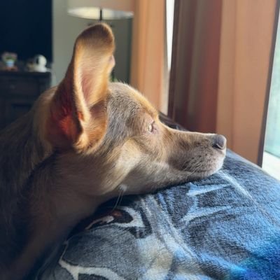DawnyAims's profile picture