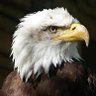 Bumcrypto Spy's profile picture
