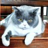 Profilbild von 莫先生