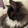 fxjgo's profile picture
