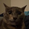 Profilbild von wigglewan