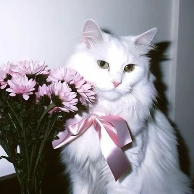 sya.'s profile picture