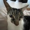 tehcatsmiaw's profile picture