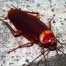 Cockroach's profile picture