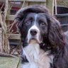 Danny Hacking's profile picture