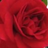 esmer_bay38 profil fotoğrafı