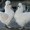 Фото профиля うこっけい