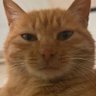 Profilbild von 可乐鸡翅