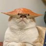 야오 的头像