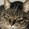 野生のホロたん profil fotoğrafı