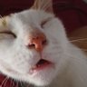 Zal's profile picture