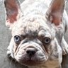 GEARZ's profile picture