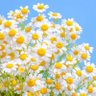 🌼JamesSu🎶JSY🤍JAMESSU_DEXX💙🌌🎆 的头像