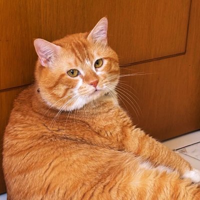 kimchiloq's profile picture