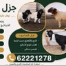 جزل للذبايح profil fotoğrafı