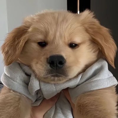 พี่หมาน้อย🐶's profile picture