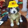 Profilbild von BECCACECE ES MIEMBRO DE HEZBOLA 🇪🇨🇨🇩