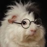 Pułek profil fotoğrafı