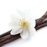 Profilbild von Vanilla Beans