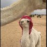 Aboo sager 的头像