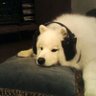 pluto's profile picture