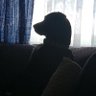 Newman in Colorado's profile picture