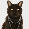 Profilbild von Talking Music Cat