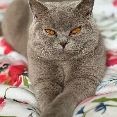 Lilac1979's profile picture