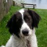 Aldous.Huxley's profile picture