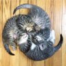 寝仔猫 profil fotoğrafı