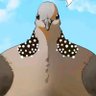kakukasiwa's profile picture