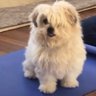 Фото профиля EmoDoge