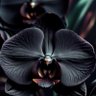 blackorchid.xyz profil fotoğrafı