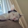 Sleepy Vi 的头像